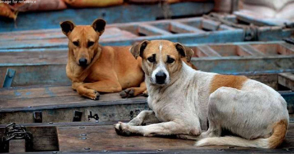 Kerala seeks SC nod to kill violent, rabies-infected canines